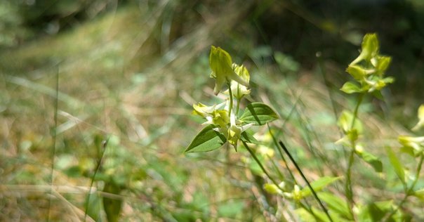 山野草　希少　キバナノアツモリソウ　箱売り キバナノアツモリソウ - アツモリソウ・野生ラン・高山植物販売