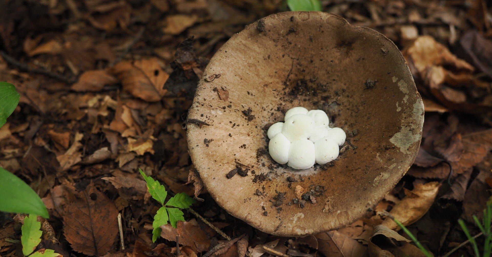 1fa0aa2bc85970182111ad0b58f50f