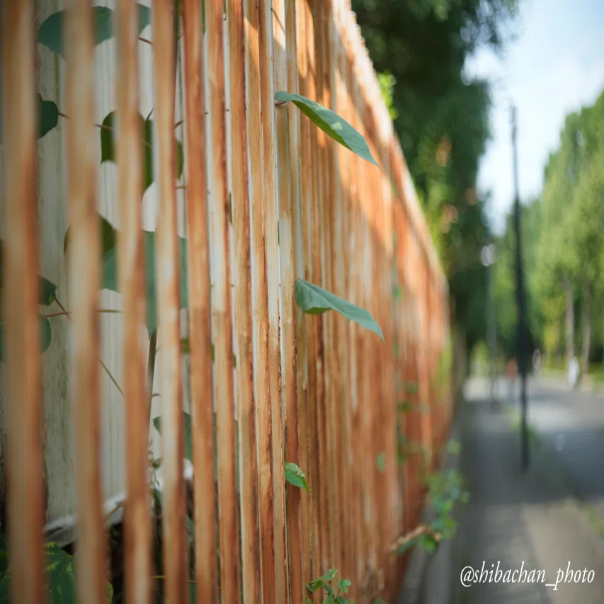 CANON 50mm F1.8 (L39)の味わい深い写真集。｜しばちゃん🕊