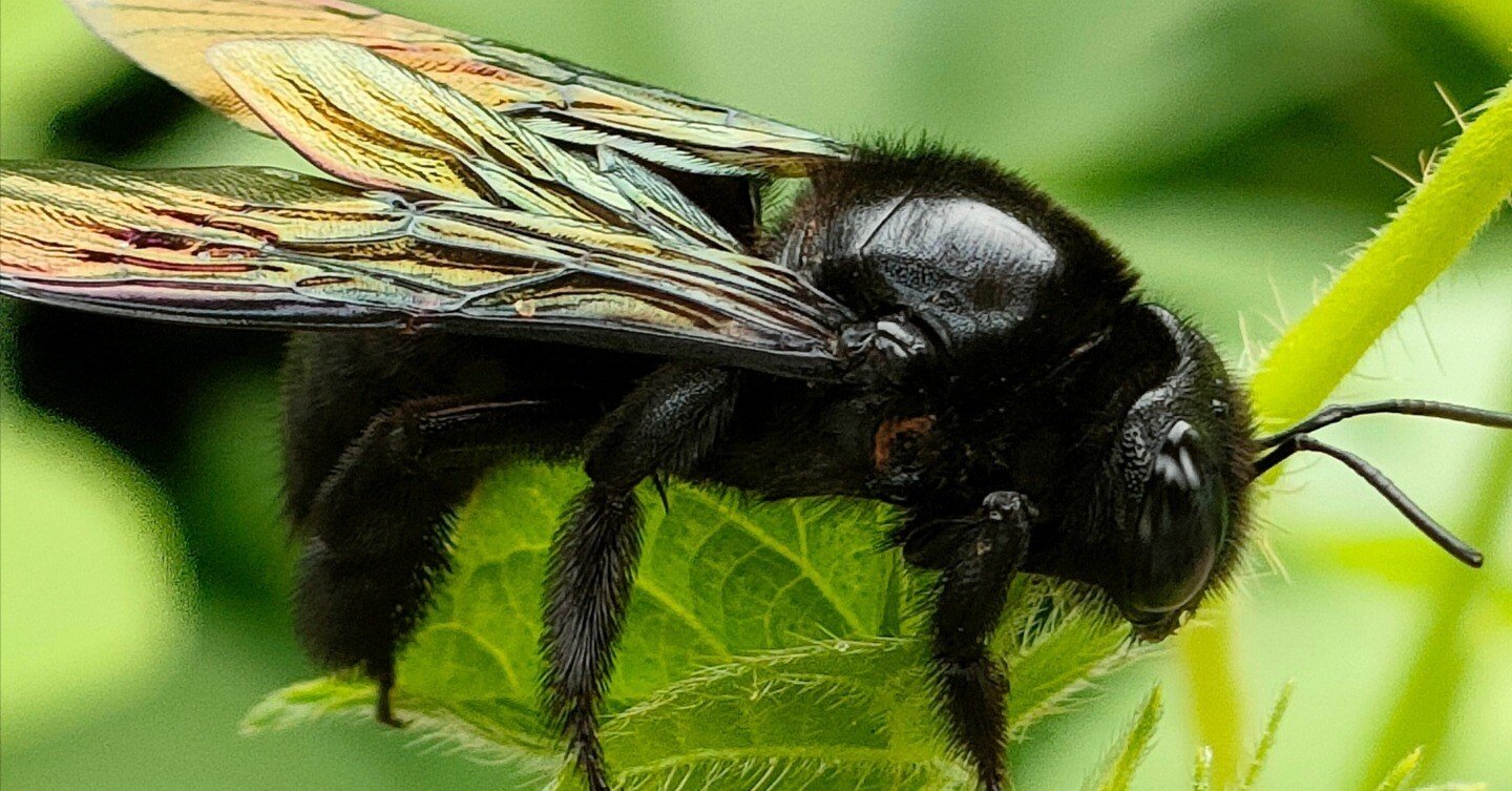 【1ペア】黒化タイプ、キアゲハ（愛知県産） タイワンタケクマバチ｜月澄狸