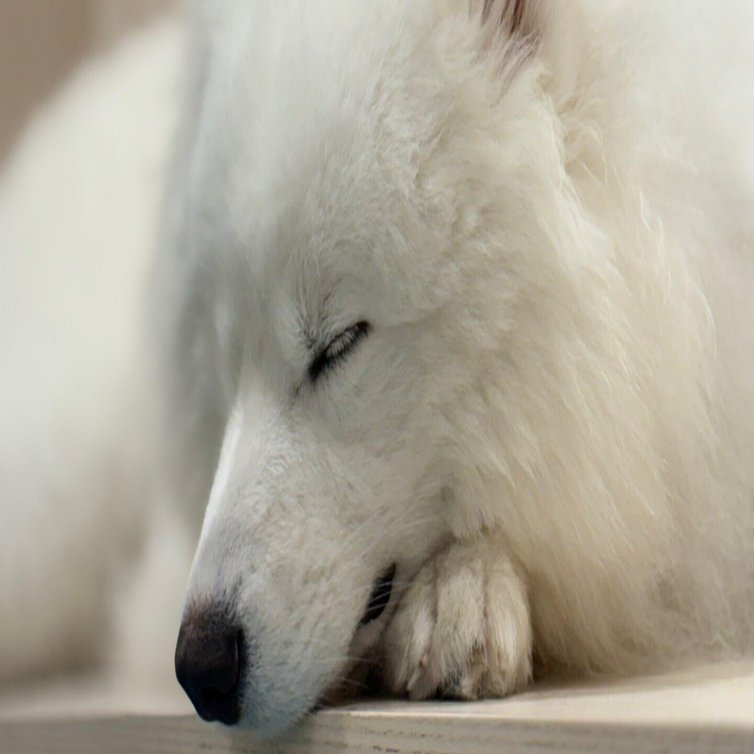 サモエドカフェに行ってきた！もふもふ天国で癒される40分｜桜庭コト