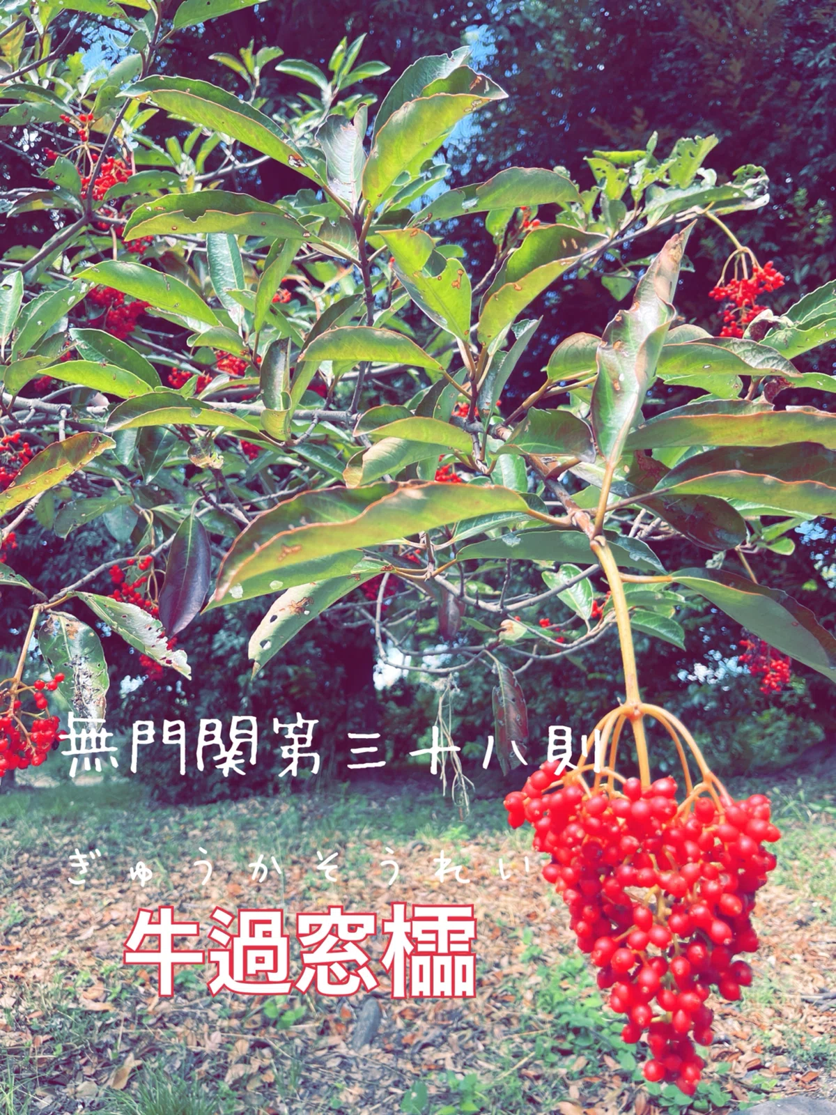 第三十八則「牛過窓櫺」|mireillerunes