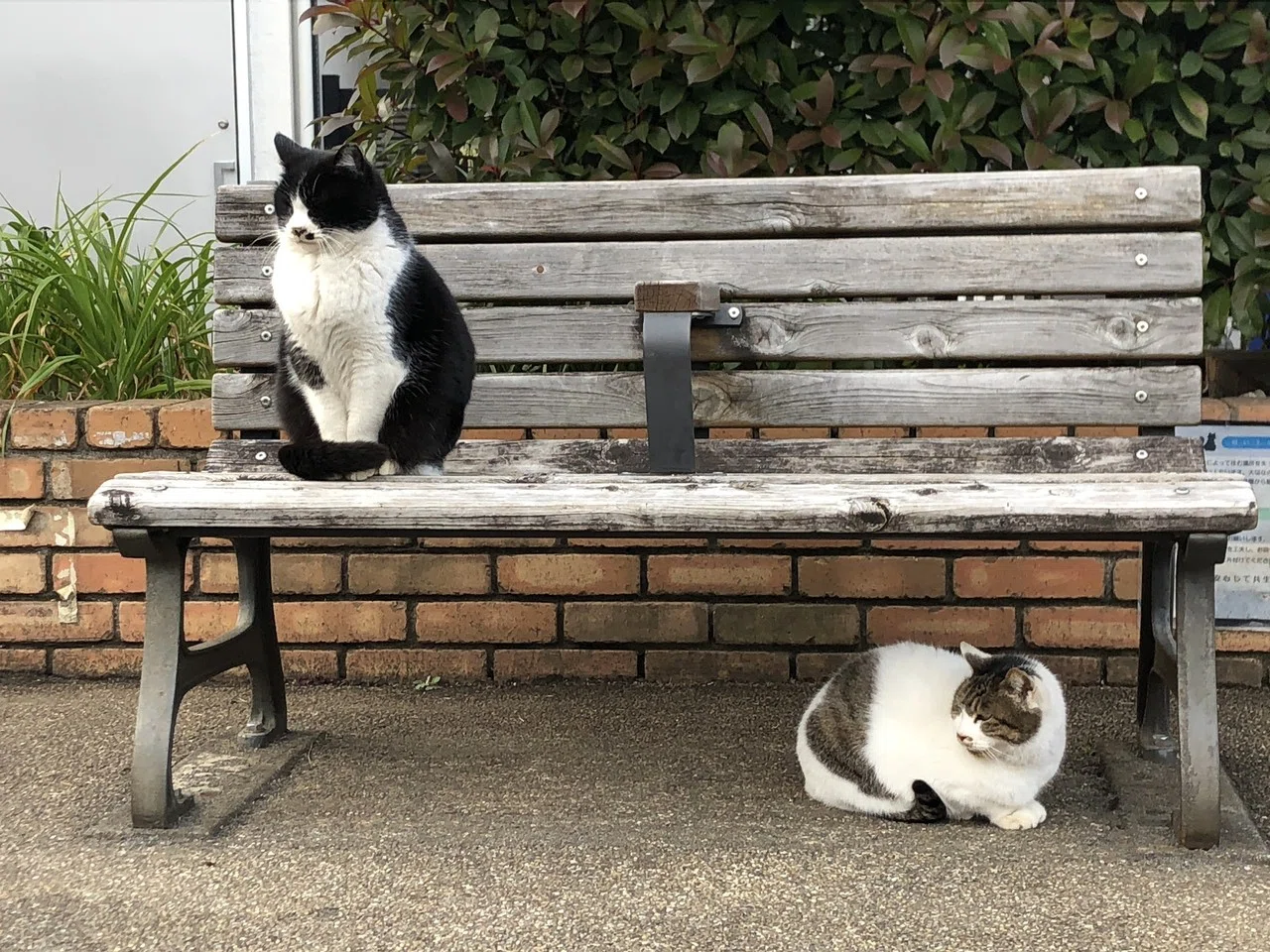 近所を散歩して、猫を見つけよう｜長谷川 翔一 / 編集とマーケティング 