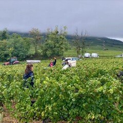 伝説をグラスに―長嶋茂雄と1999年の奇跡のワイン『日経xwoman Terrace