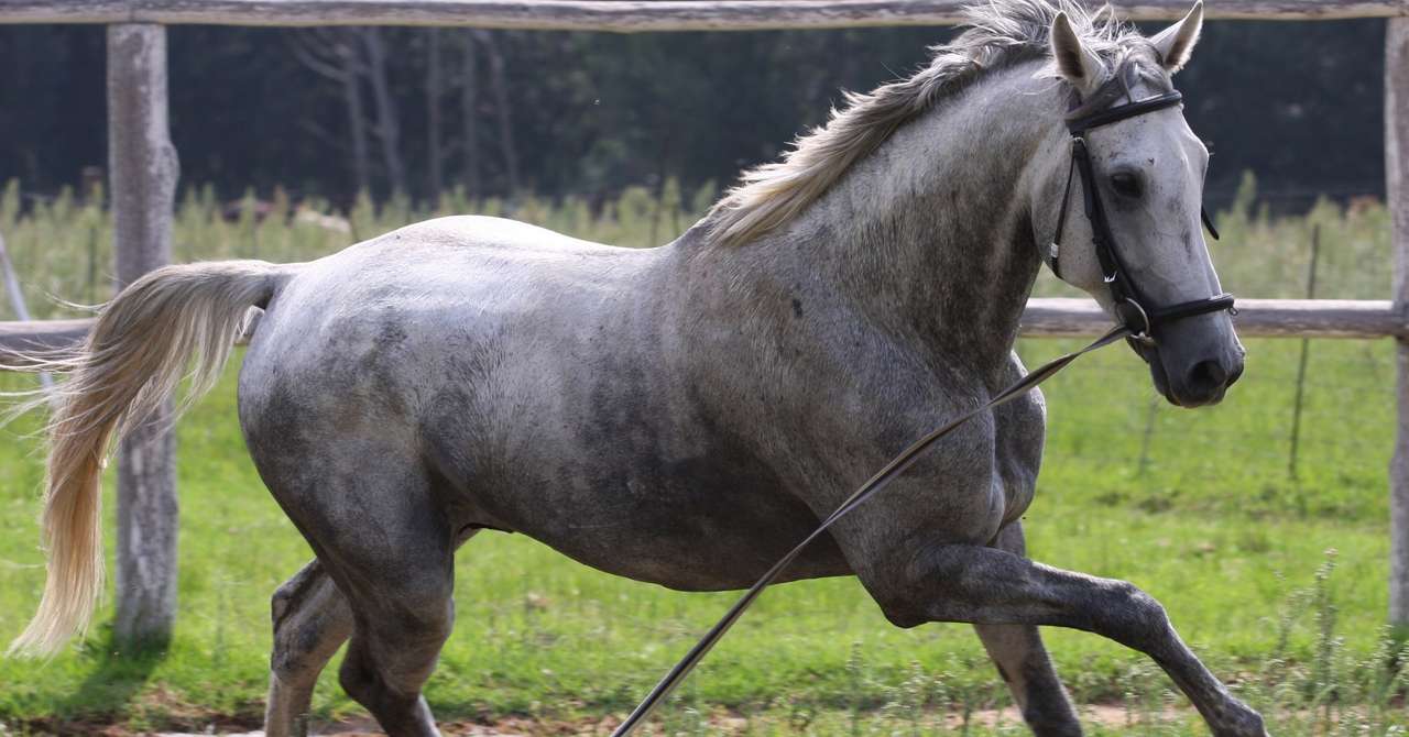 世界最大級の引退馬コンテスト サラブレッド メイクオーバー 馬旅 Note