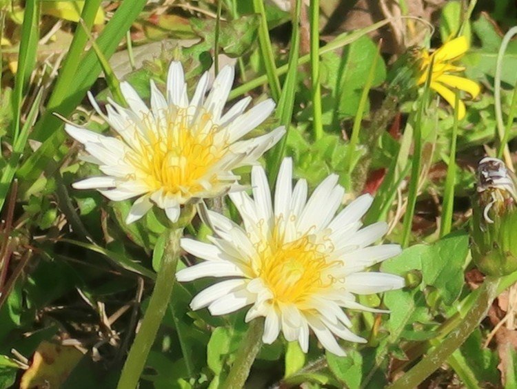 「シロバナタンポポ」というれっきとした名前があります。ニホンタンポポにのみ、白い花が見られるそうですよ。