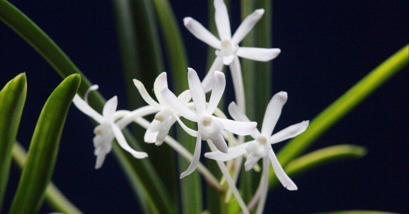 富貴蘭「錦の御旗」の花｜KJ Morison