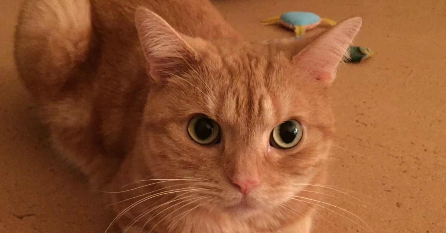 プカプカ猫 in sky 額付き銅版画応用絵画 「プカプカ猫 in Sky」 お