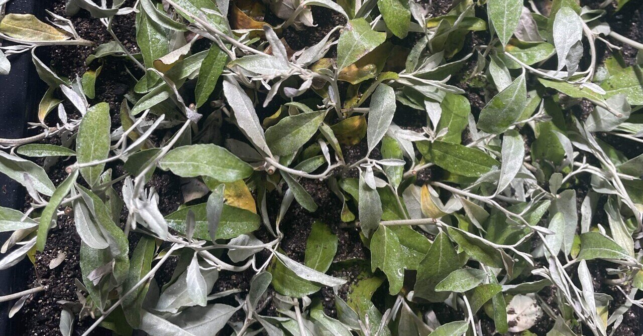 ❈ ロシアンオリーブ 挿し穂 ❈ 【公式通販】