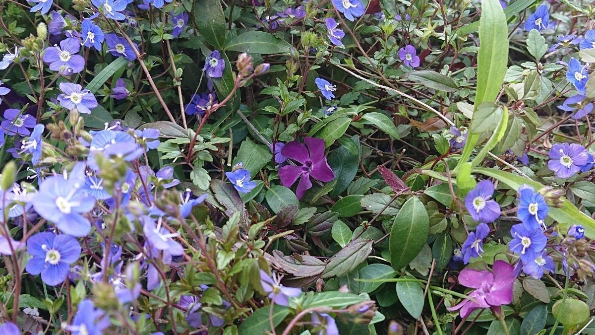 3 22頃の庭 音楽前夜 谷中みか Note