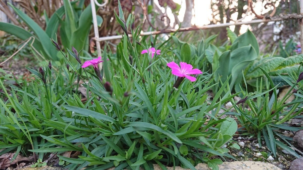 3 22頃の庭 音楽前夜 谷中みか Note