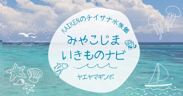 アカジン（魚、通称ミーバイ）タペストリー アカジン（魚、通称ミーバイ）タペストリー
