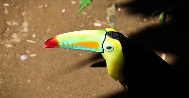 名鳥 シマキンパラ(2024.07.15) - 日本の野鳥識別図鑑