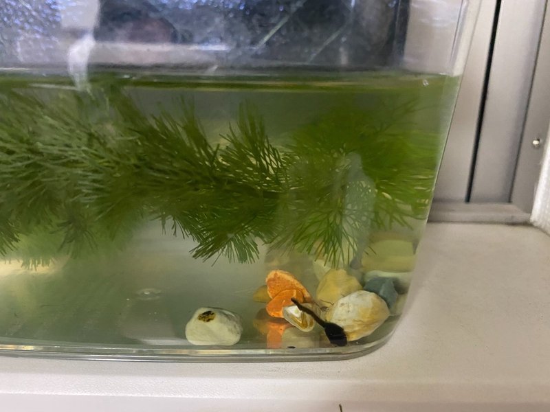 オタマジャクシ飼育4日目 3 23 サトウショウヘイ Note