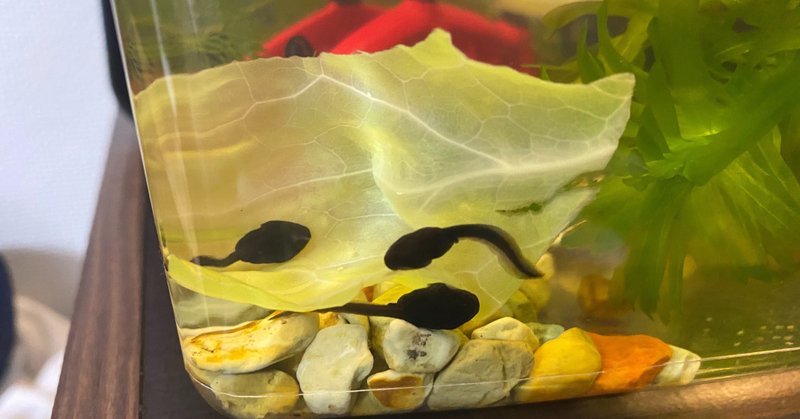 オタマジャクシ飼育4日目 3 23 サトウショウヘイ Note