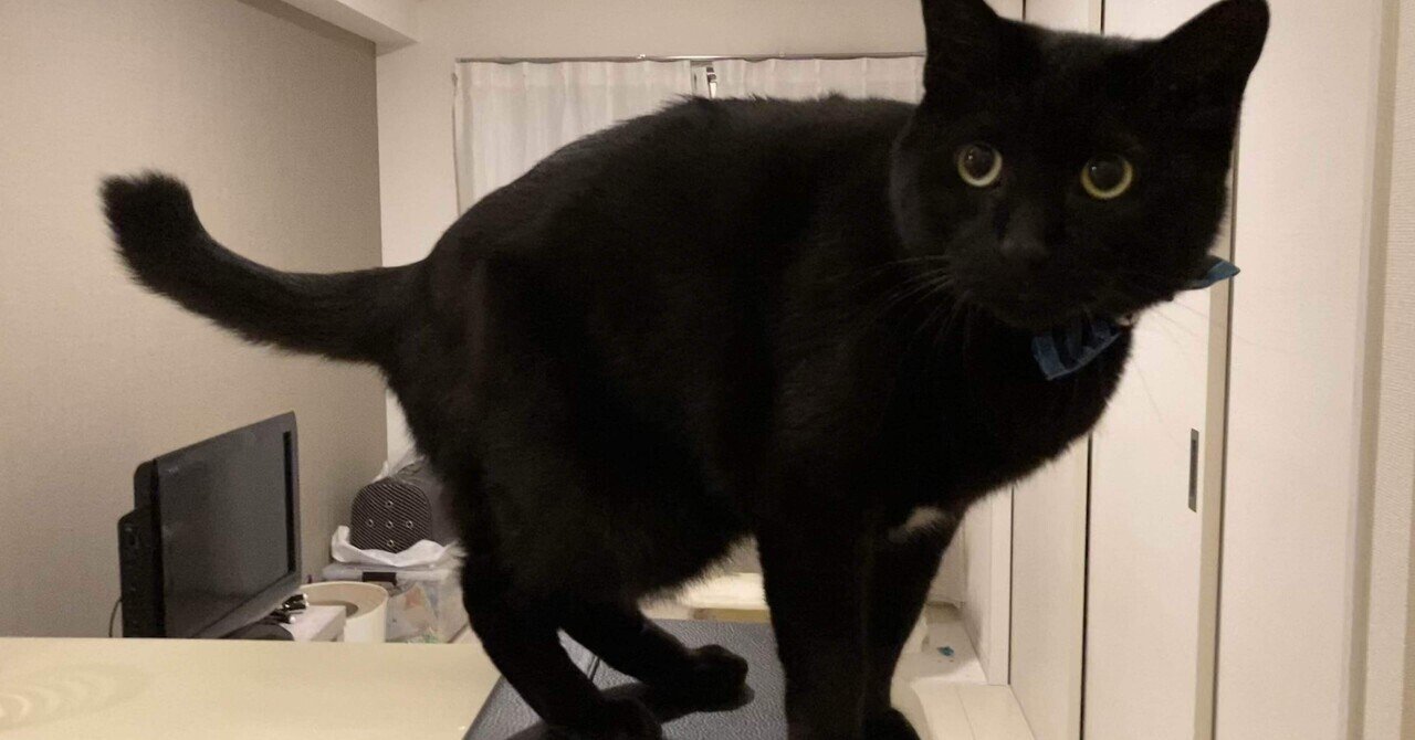 VTuber辞典 #291】野良猫｜GGC Vnote