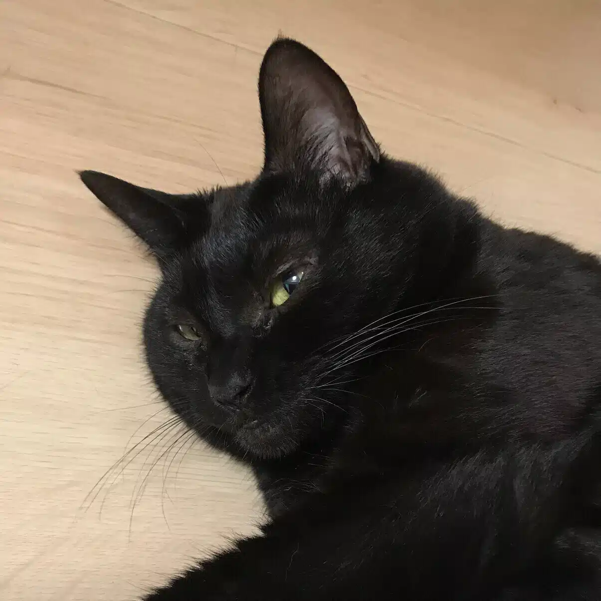 黒猫あくび