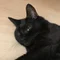 黒猫あくび