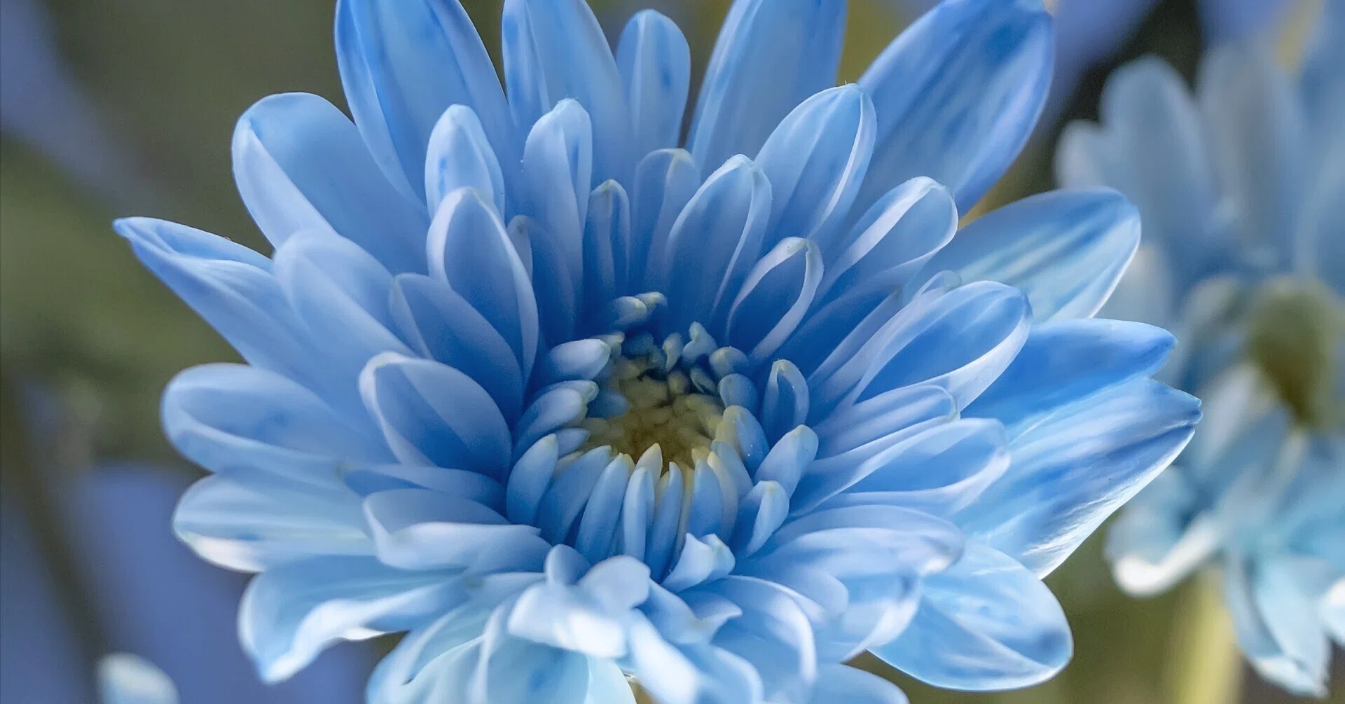 世界初！の青い菊｜ichirin