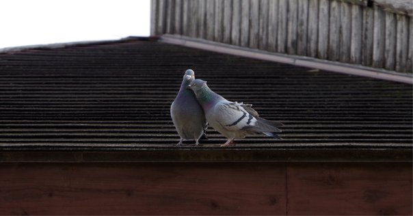 鳩ぽっぽとドライバーのおじさん（9日目）｜アラカンいんこ
