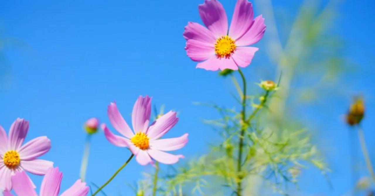 Nice to meet you 😃 I am a breast cancer survivor, a mother of an ...