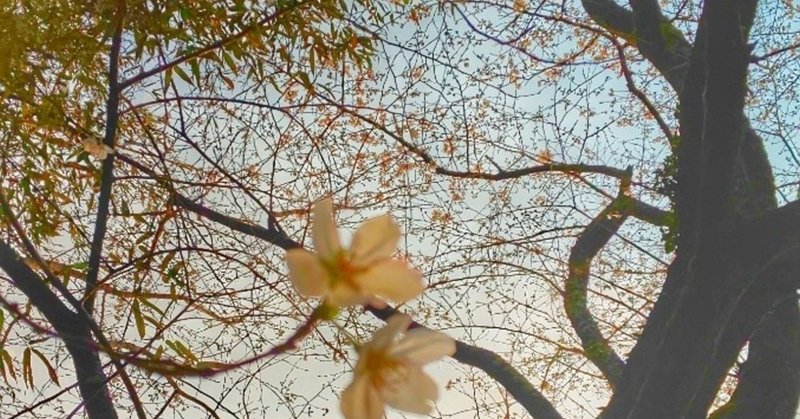 田舎の魅力4♡桜を所有