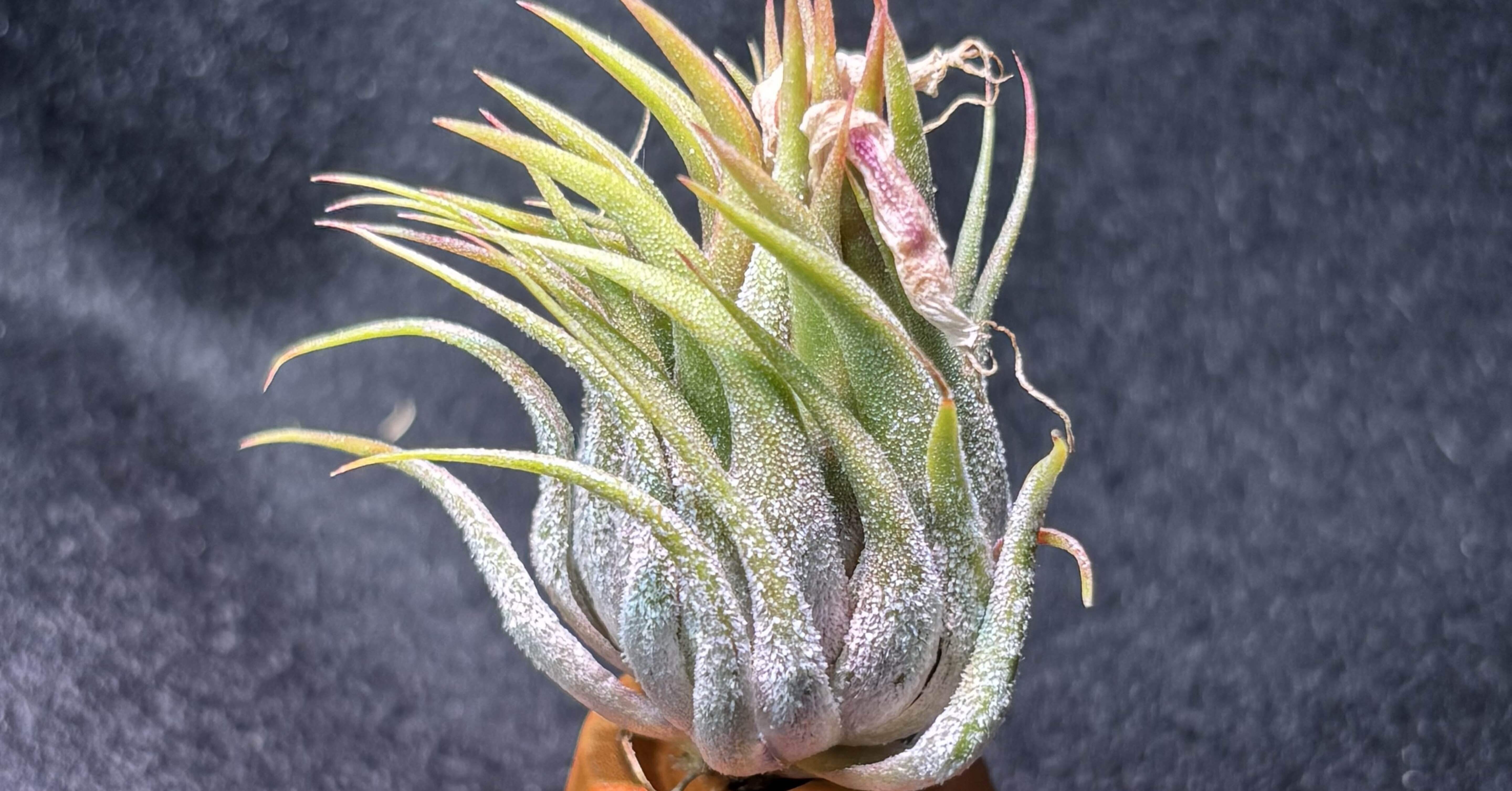 英麻呂T. ionantha ‘Nizanda' と‘Hazel Nut' 英麻呂様専用T. ionantha 'Nizanda' と'Hazel Nut' - メルカリ