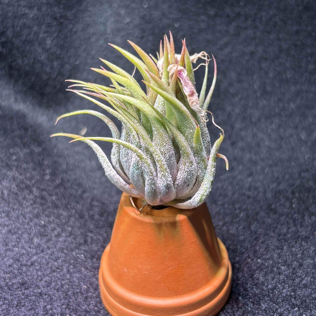 ionantha v.stricta fa.fastigiata hazelnut/peanut form,Green
