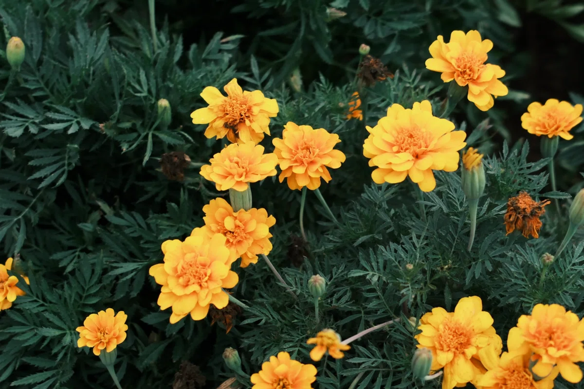 사실은… FUJIFILM X-E5를 샀지만, 바로 반품한 이야기.｜non𓂃𓃱𓈒𓏸