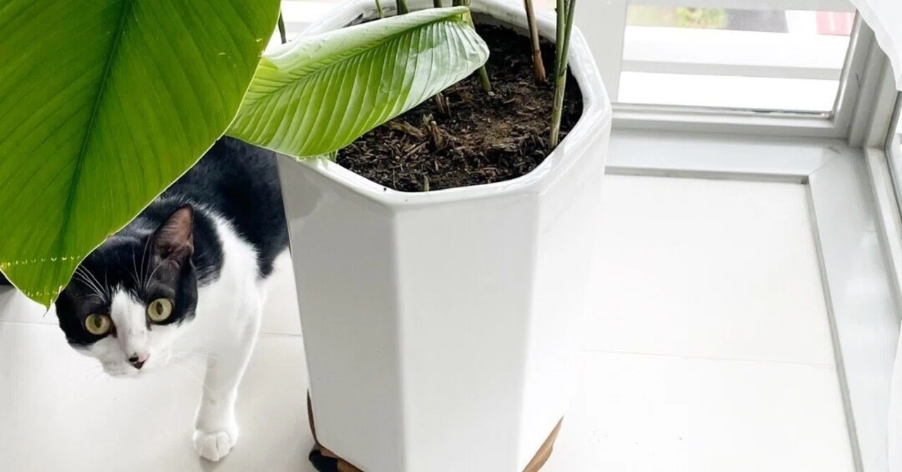 ねこと植物｜nth