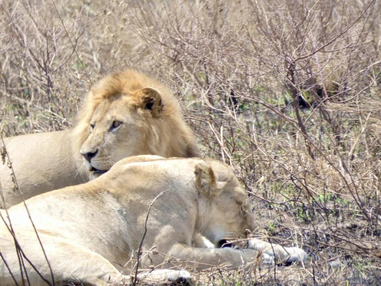 海外旅行】タンザニア〈サファリ編②〉🦁🇹🇿｜まる