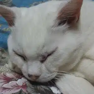 かずき