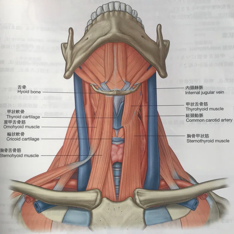舌骨上筋群, 舌骨上筋群 解剖図 – SKLF