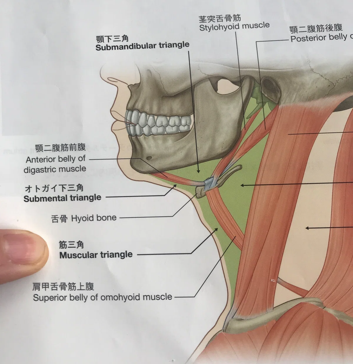 顎関節筋⑦舌骨下筋|好きに生きていい研究所