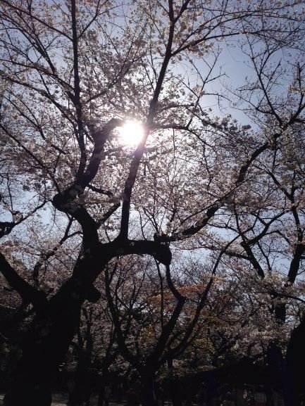 桜太陽IMG_0071