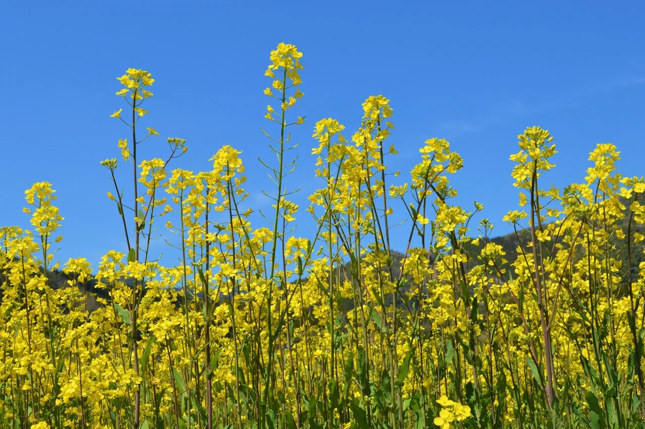 本匠三股、「菜の花」の黄色い絨毯。｜おおの たつや