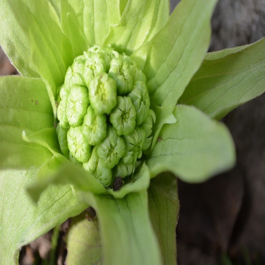 作り置きおつまみ 8 ふきのとうのオイル漬け 素材のレシピ 真野遥 発酵室 よはく Note