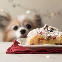 犬の気持ちを理解するには ボディランゲージを知る Y I Dog Academy Note