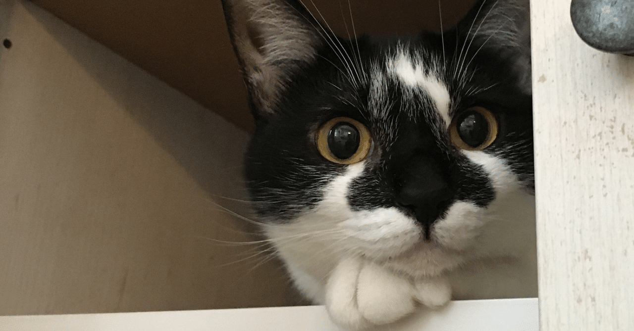 猫のヒゲって何本？ 猫のヒゲ穴の数を数えてみた｜miko