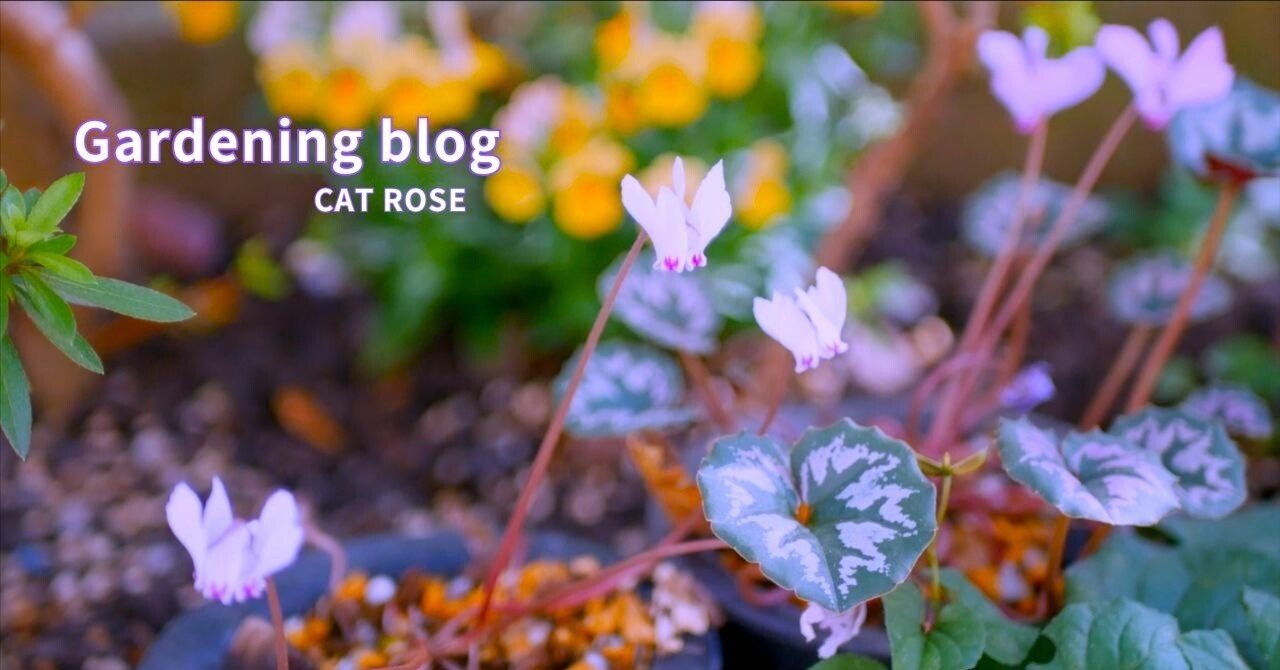 今植えて秋に楽しむ山野草｜Cat rose 「ガーデニングブログ Cat Roseの