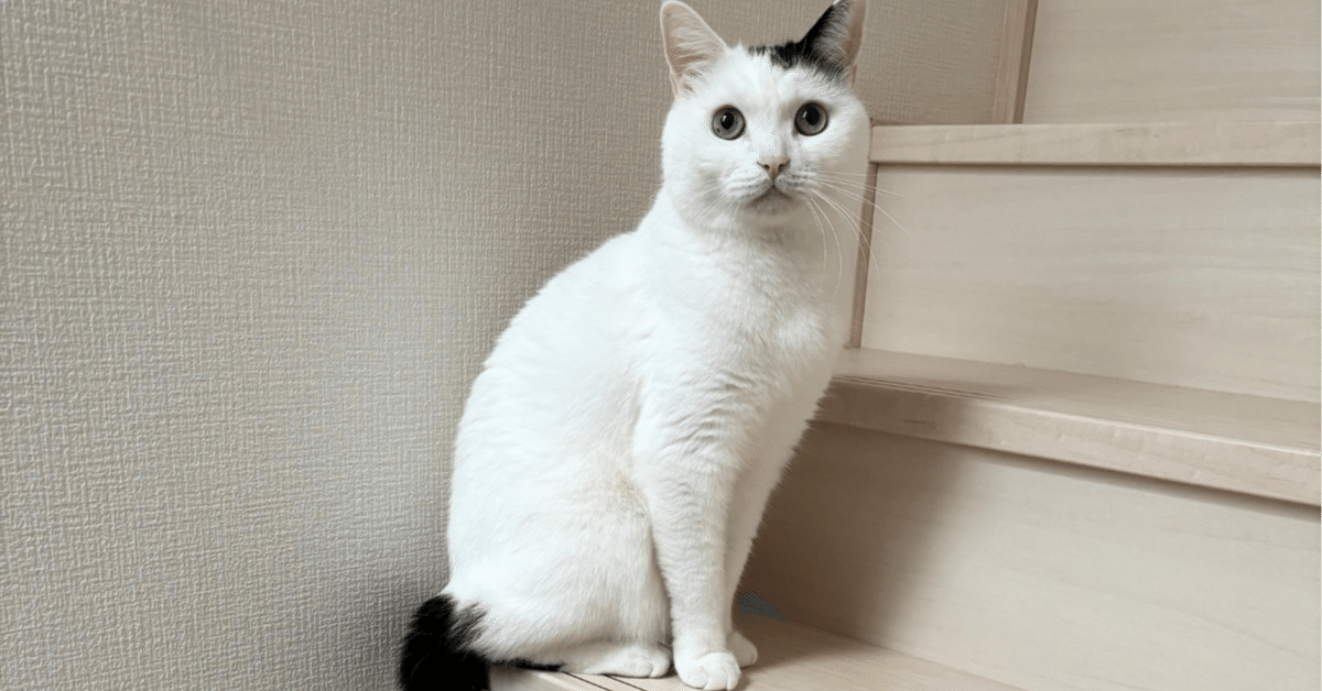 たけちゃん さま  専用 ☽☽ 2025/09/12｜今日のたけちゃん｜まつもとたけると家族の話