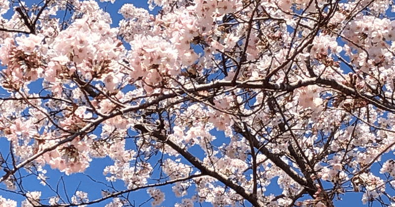 願わくば花の下にて春死なん Maa Note