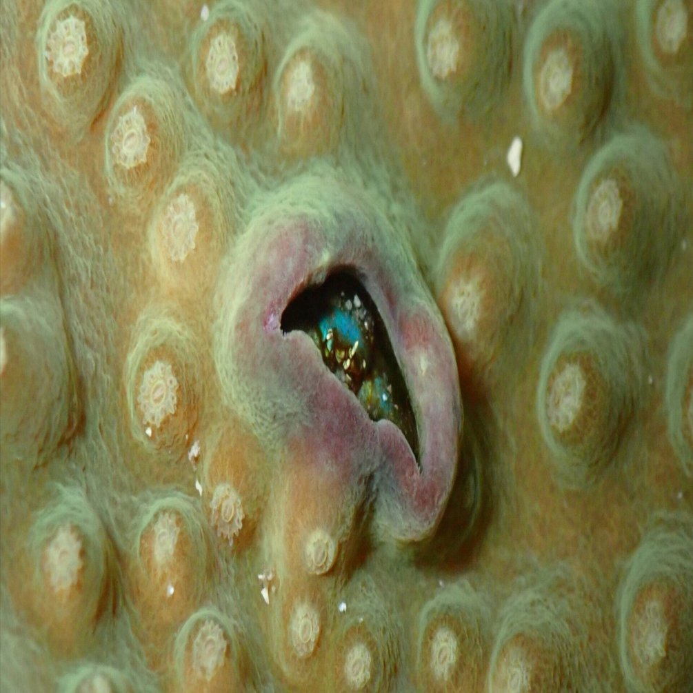 貝。サンゴ サンゴの日セール最終日！イチオシサンゴをピックアップ！ | 生麦海水