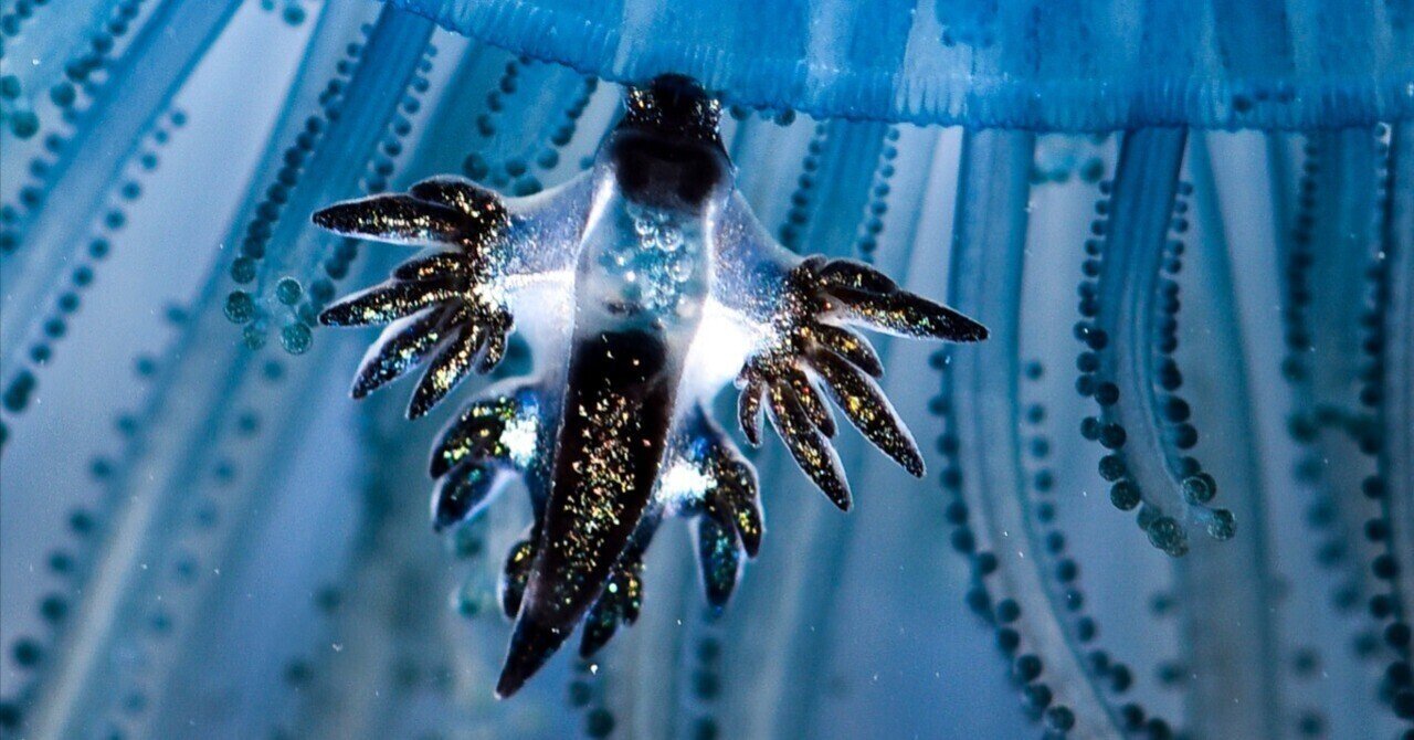 ブルードラゴン！！かわよい。うちゅくしい。｜大瀬崎海さんぽ。