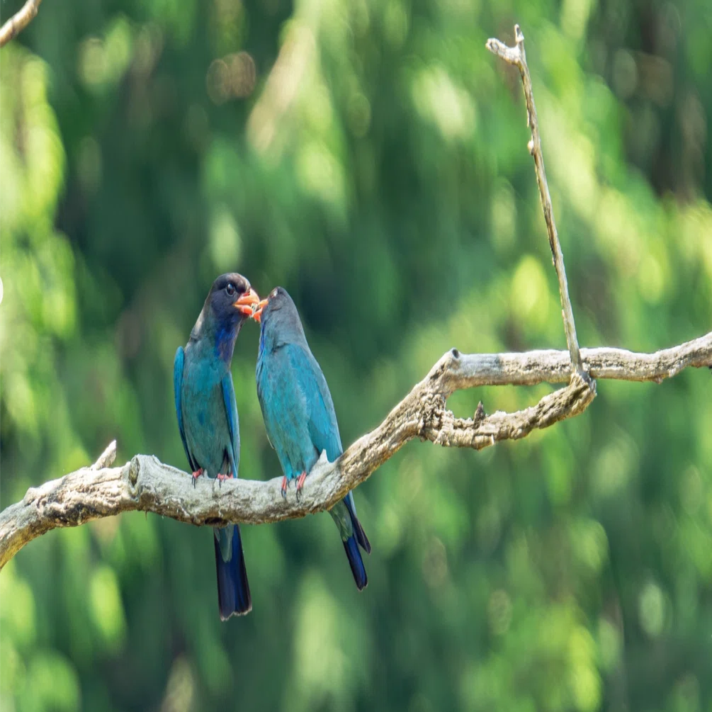 作例 M.ZUIKO DIGITAL ED 150-600mm F5.0-6.3 IS｜もみじ卍ゅう