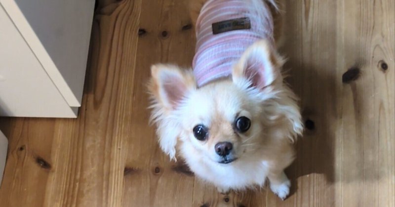 キラーチワワ🐾を手懐ける - チワワ親バカ部｜ぴんこ｜note