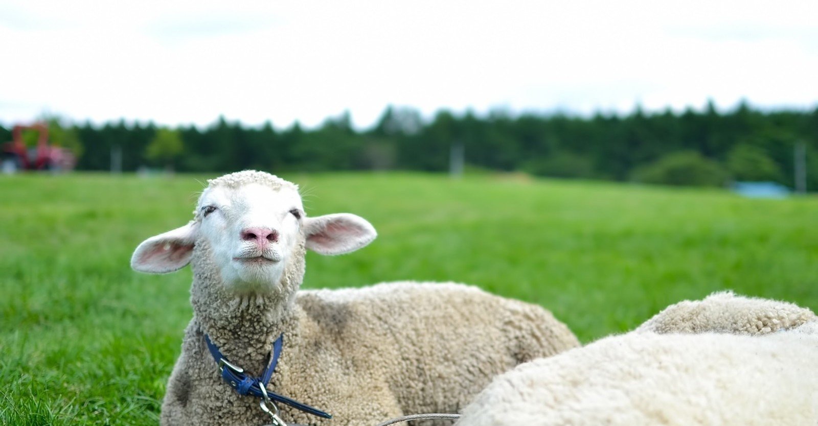 ヒツジ｜World of Wool