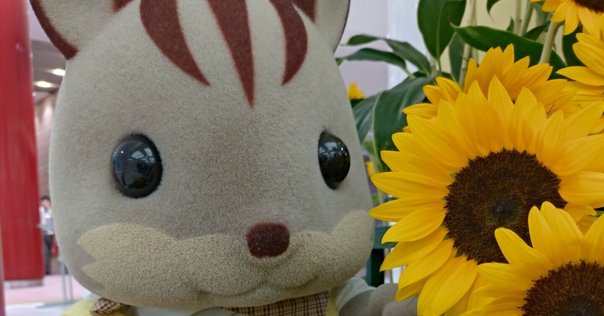【中古】 野紺菊 関根喜美句集/朝日新聞出版/関根喜美 中古】 野紺菊 関根喜美句集/朝日新聞出版/関根喜美 中古】 野紺菊