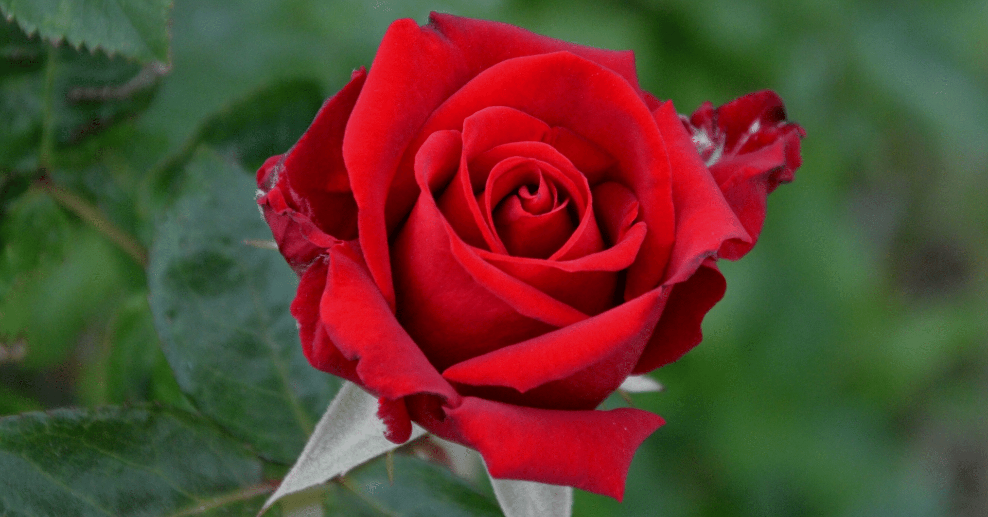 何度も読み返す価値がある高額本、西田文郎『命と脳』｜荻野進介