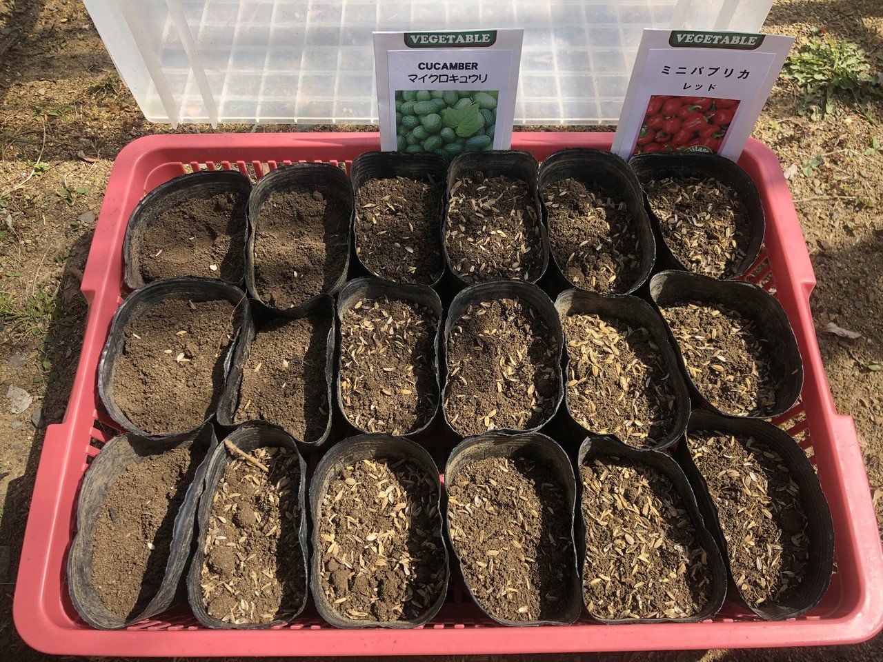 衣装ケース庭先育苗 ポット上げ 追加播種 3 24 Muna Farm 無農薬自給自足 Note